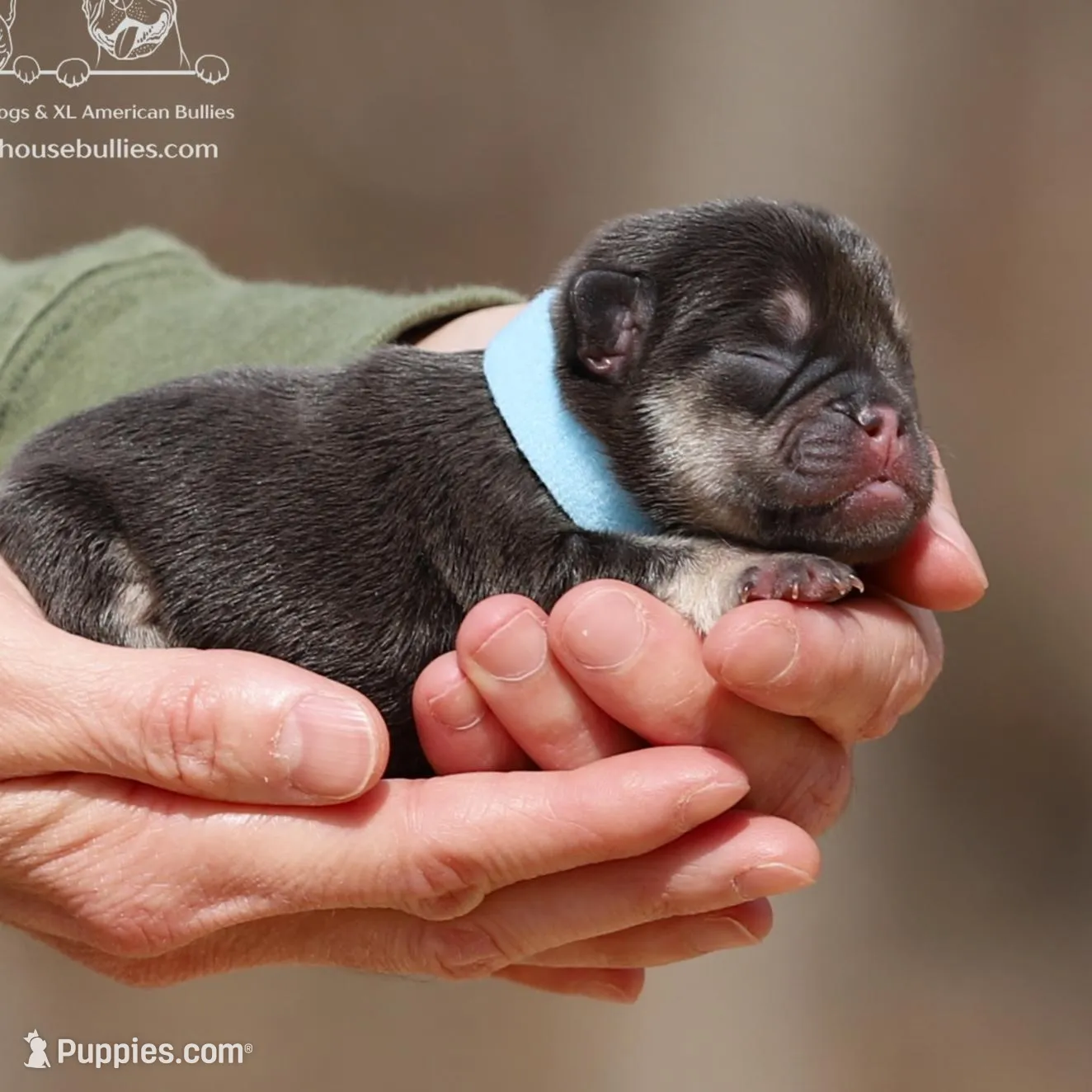 Ms. Bubbles Chocoalte and Tan Health Clear, a female French Bulldog for sale in Jackson, TN – Photo 1 of 3