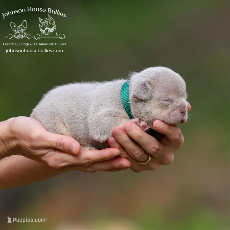 Mr. Mahi - Newshade Isabella & Tan - Health Clear – French Bulldog puppy for sale in Jackson, TN