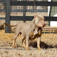 Valerie Spayed Embark Clear, a female American Bully for sale in Jackson, TN – Photo 2 of 4