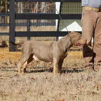 Valerie Spayed Embark Clear, a female American Bully for sale in Jackson, TN – Photo 3 of 4