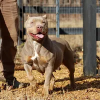 Valerie Spayed Embark Clear, a female American Bully for sale in Jackson, TN – Photo 1 of 4
