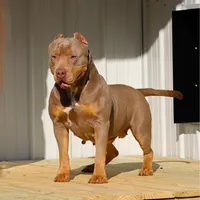 Valerie Spayed Embark Clear, a female American Bully for sale in Jackson, TN – Photo 4 of 4