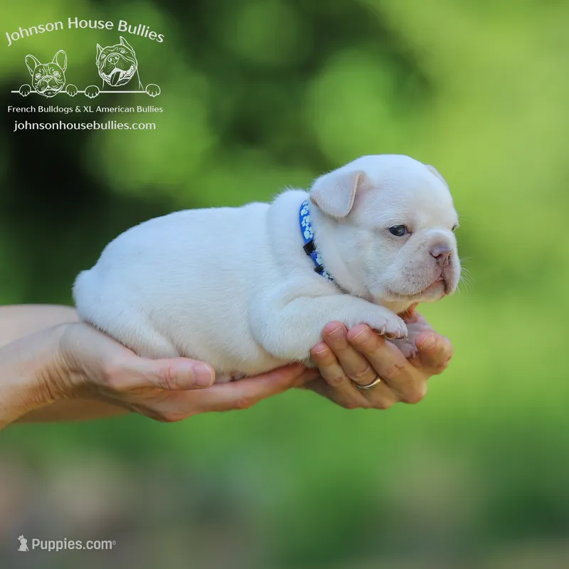 Mr. Dragonfly - Platinum  – French Bulldog puppy for sale in Jackson, TN