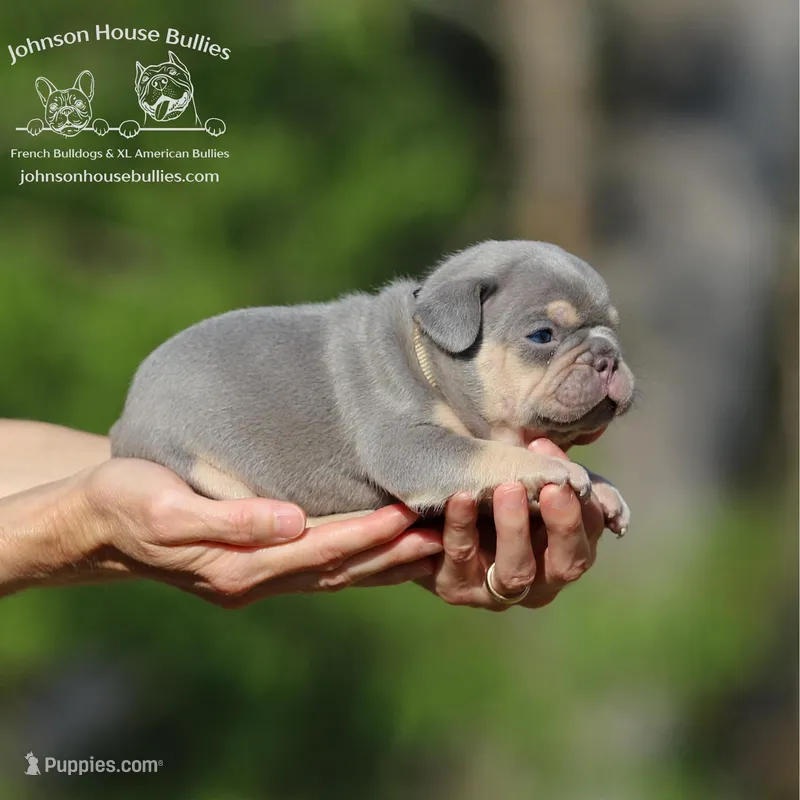 Mr. Donut - Lilac & Tan w/ testable chocolate / health clear – French Bulldog puppy for sale in Jackson, TN