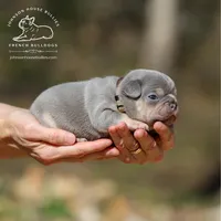 Mr. Donut - Lilac & Tan w/ testable chocolate / health clear, a male French Bulldog for sale in Jackson, TN – Photo 1 of 3