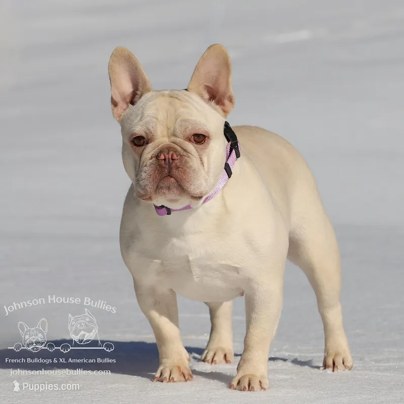 Mr. Donut - Lilac & Tan w/ testable chocolate / health clear – French Bulldog puppy for sale in Jackson, TN