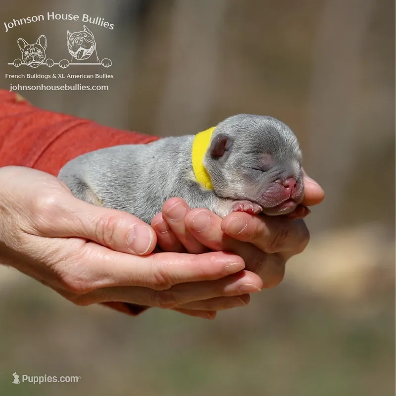 Honey Bun - Lilac & Tan w/ testable chocolate / health clear – French Bulldog puppy for sale in Jackson, TN