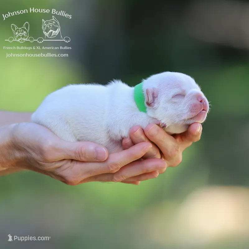 Mr. Cricket - Platinum – French Bulldog puppy for sale in Jackson, TN