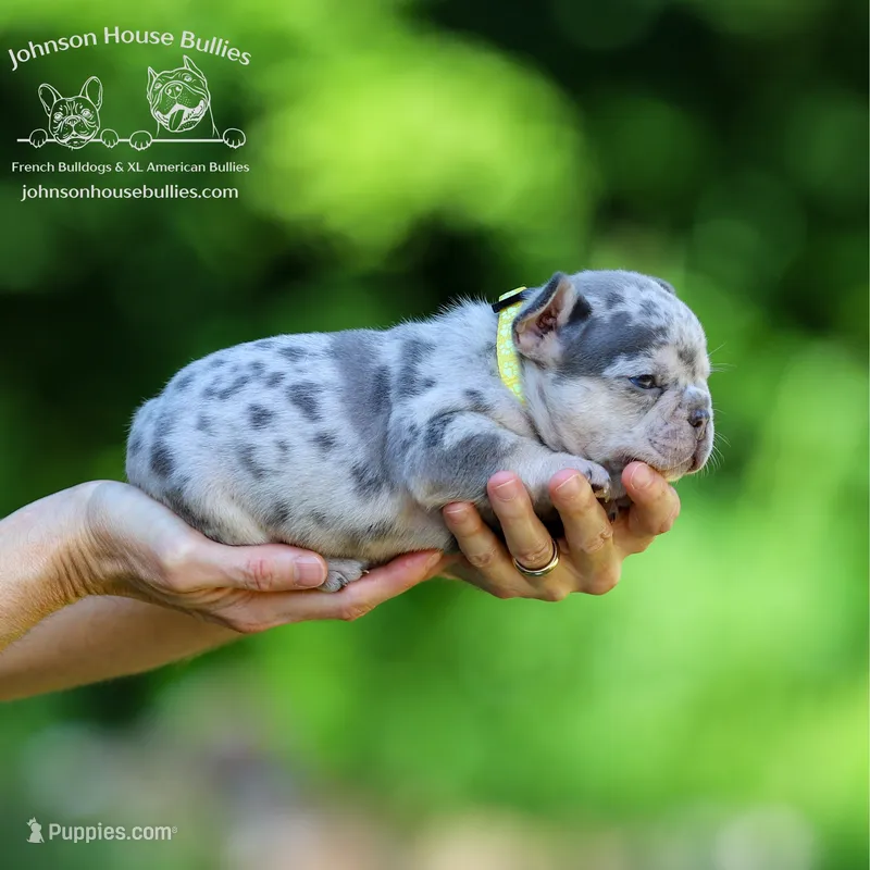 Mr. Firefly - Lilac and Tan Merle Health Clear – French Bulldog puppy for sale in Jackson, TN