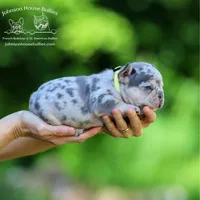 Mr. Firefly - Lilac and Tan Merle Health Clear, a male French Bulldog for sale in Jackson, TN – 1 of 6
