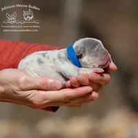 Danish - Lilac & Tan Merle w/ testable chocolate / health clear, a male French Bulldog for sale in Jackson, TN – Photo 1 of 3