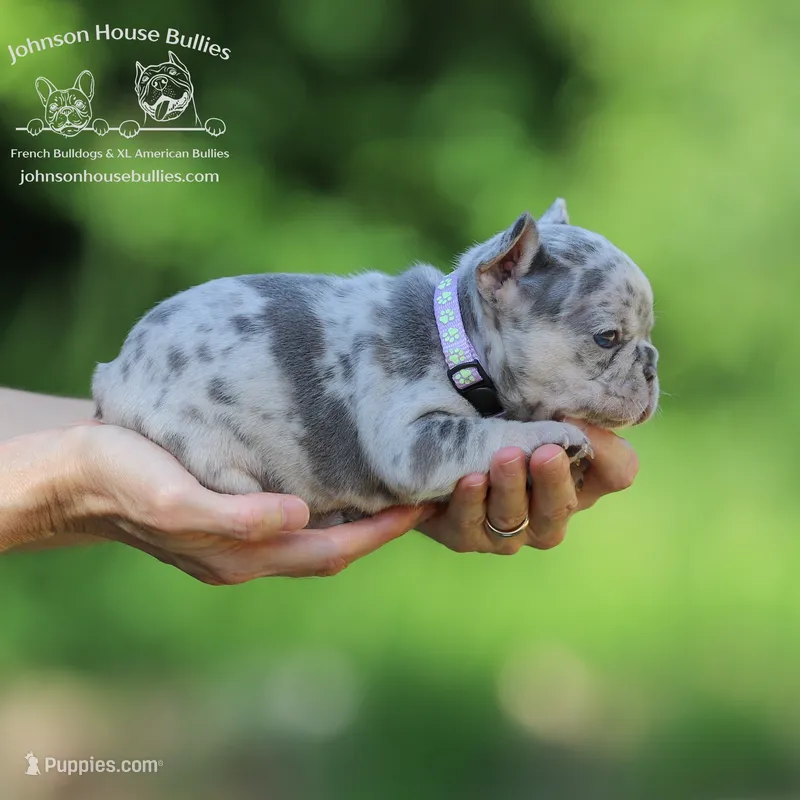 Ms. Butterfly - Lilac and Tan Merle - Health Clear – French Bulldog puppy for sale in Jackson, TN