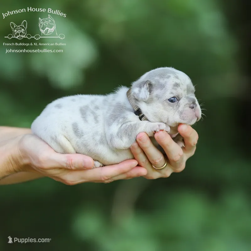 Ms. Cancun Lilac & Tan Merle