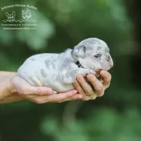 Ms. Cancun Lilac & Tan Merle, a female French Bulldog for sale in Jackson, TN – Photo 1 of 3