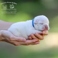 Mr. Dragonfly - Platinum , a male French Bulldog for sale in Jackson, TN – 1 of 4