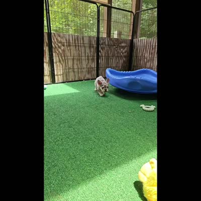 Mr. Firefly - Lilac and Tan Merle Health Clear, a male French Bulldog for sale in Jackson, TN – 5 of 6