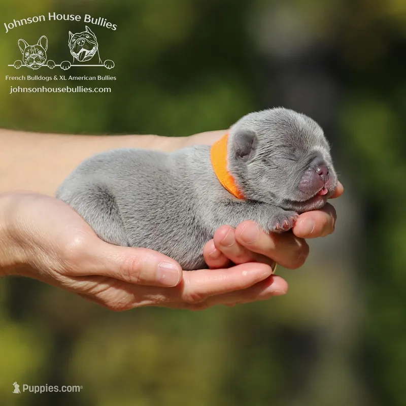 Mr. Pumpkin - Lilac Trindle, a male French Bulldog for sale in Jackson, TN – Photo 1 of 3