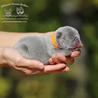 Mr. Pumpkin - Lilac Trindle, a male French Bulldog for sale in Jackson, TN – Photo 1 of 3