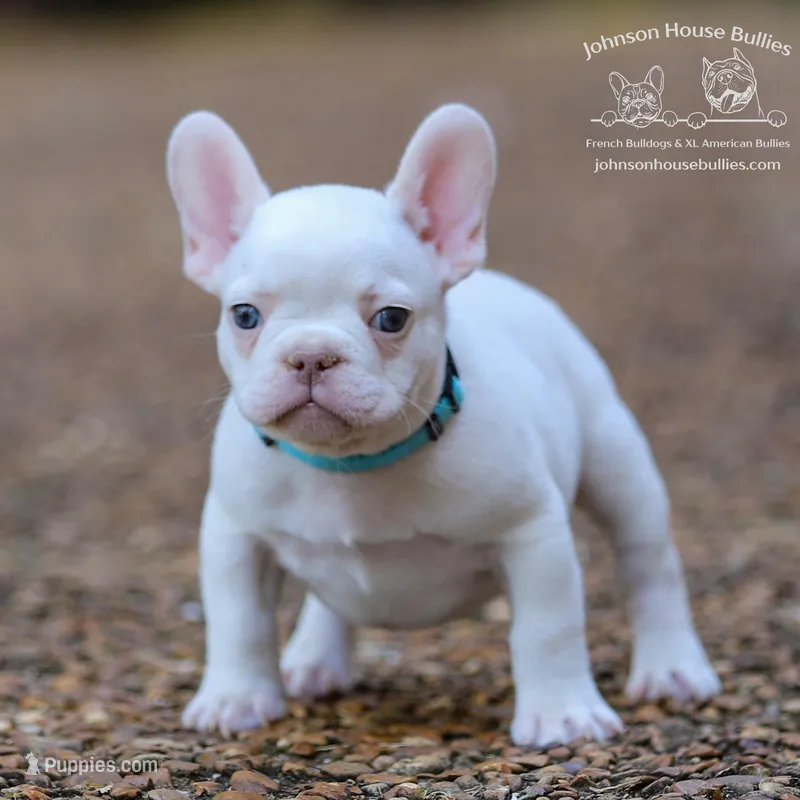 Platinum w/ test choco