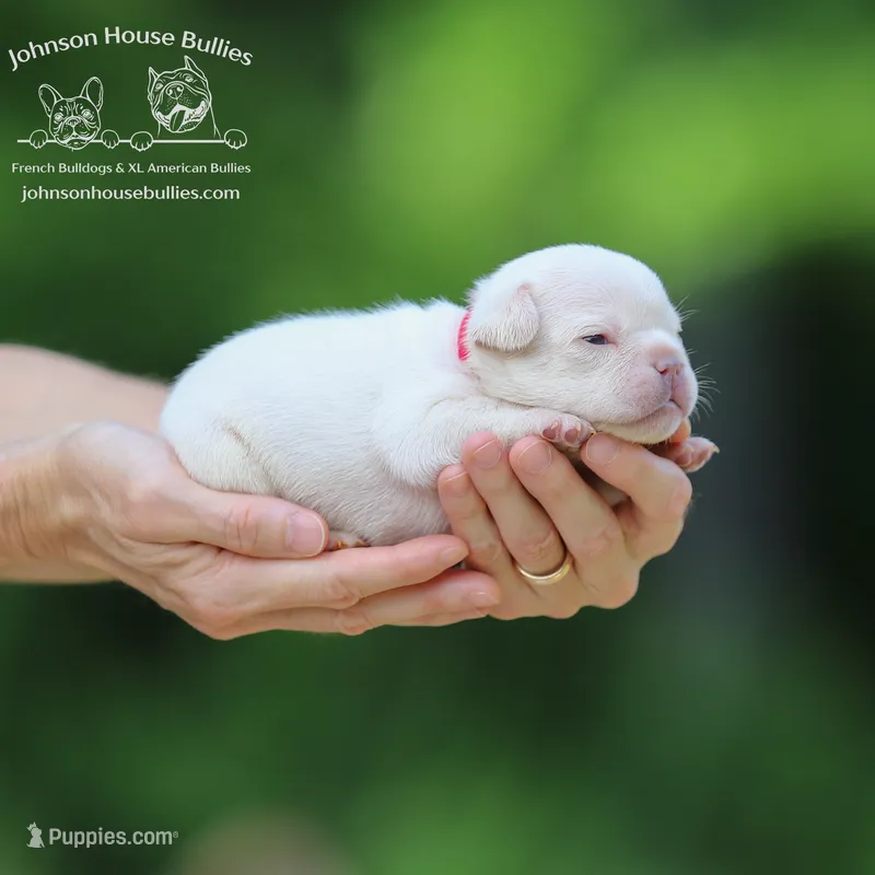 Bart - Platinum - Health Clear – French Bulldog puppy for sale in Jackson, TN