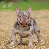 Mr. Wahoo - Newshade Isabella & Tan Merle - Health Clear, a male French Bulldog for sale in Jackson, TN – Photo 3 of 3