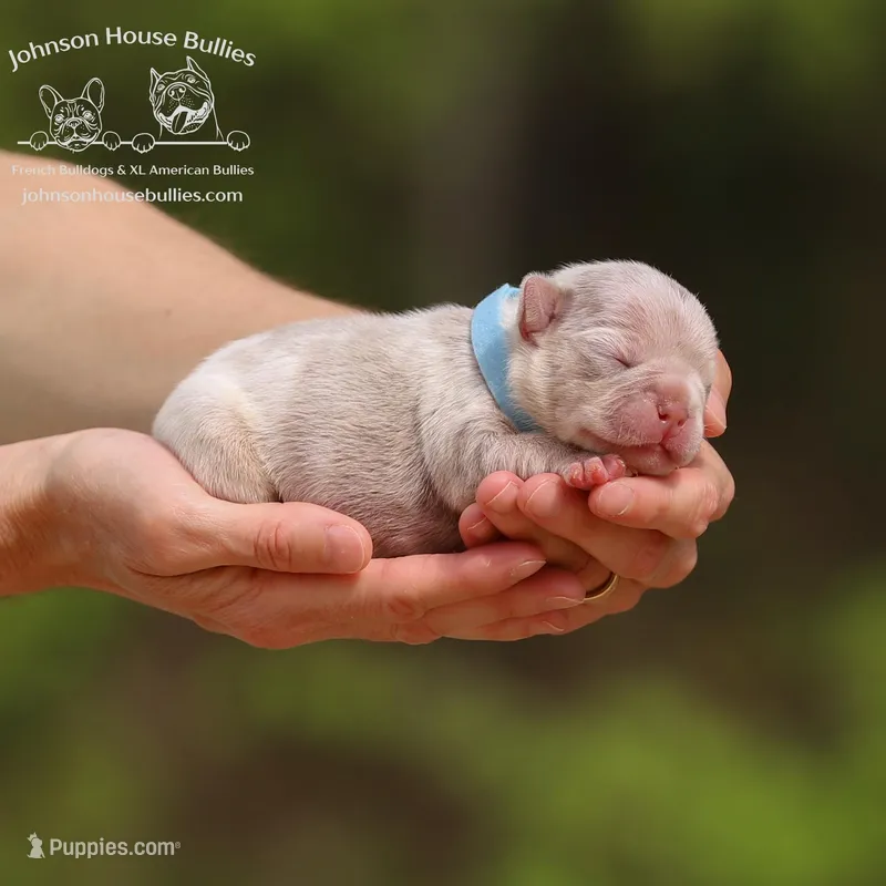 Mr. Wahoo - Newshade Isabella & Tan Merle - Health Clear – French Bulldog puppy for sale in Jackson, TN