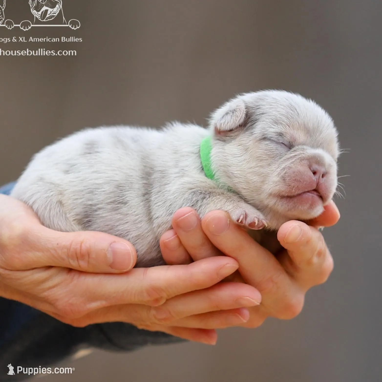 Kyle - Lilac and Tan Merle Health Clear