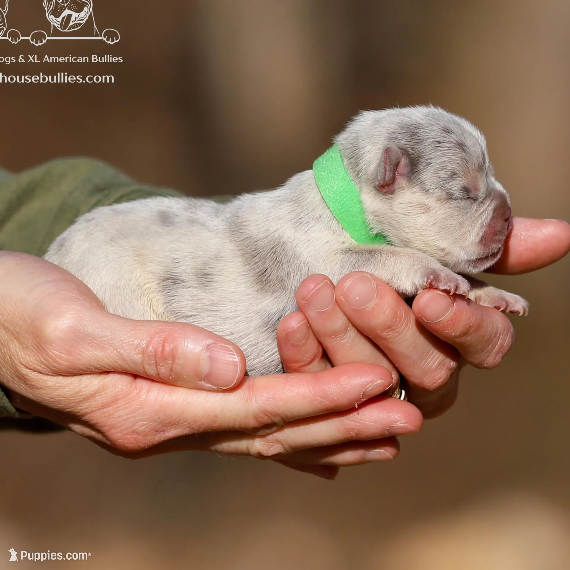 Kyle - Lilac and Tan Merle Health Clear