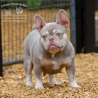 Kyle - Lilac and Tan Merle Health Clear, a male French Bulldog for sale in Jackson, TN – Photo 2 of 3