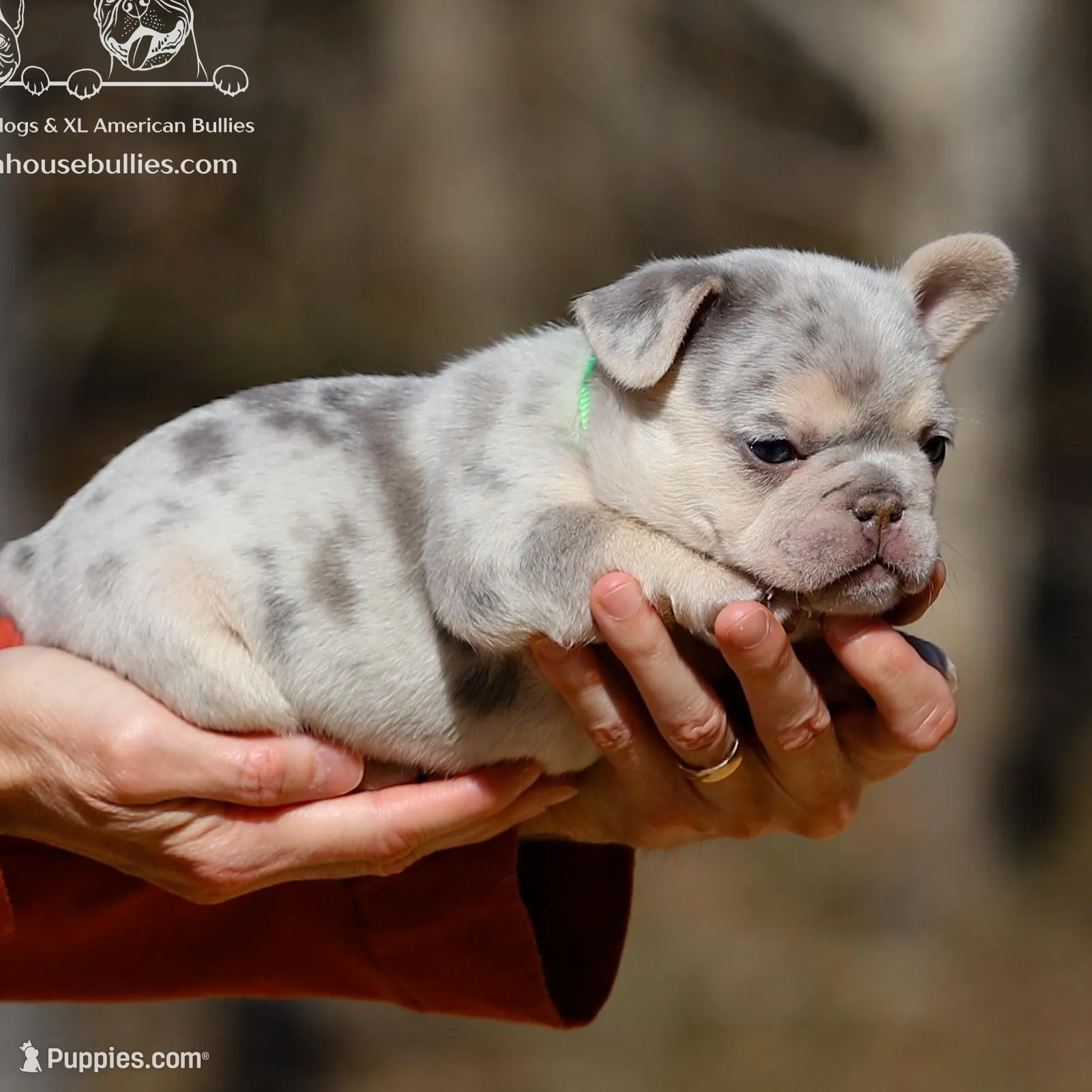 Kyle - Lilac and Tan Merle Health Clear – French Bulldog puppy for sale in Jackson, TN