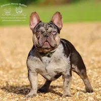 Kyle - Lilac and Tan Merle Health Clear, a male French Bulldog for sale in Jackson, TN – Photo 3 of 3