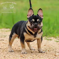 Boba Platinum Health Clear, a male French Bulldog for sale in Jackson, TN – Photo 4 of 4