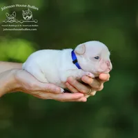 Boba Platinum Health Clear, a male French Bulldog for sale in Jackson, TN – Photo 1 of 4