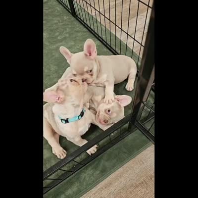 Mr. Wahoo - Newshade Isabella & Tan Merle - Health Clear, a male French Bulldog for sale in Jackson, TN – 4 of 4