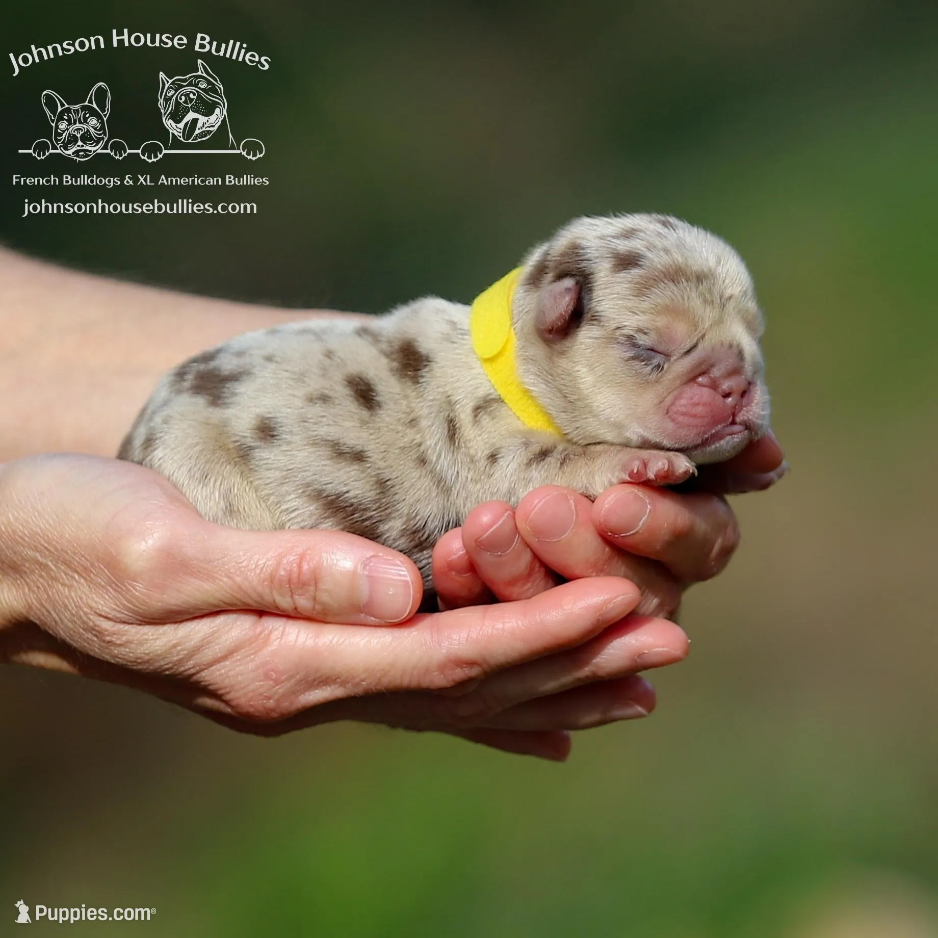 Sheldon - Rojo and Tan Merle, a male French Bulldog for sale in Jackson, TN – Photo 1 of 3