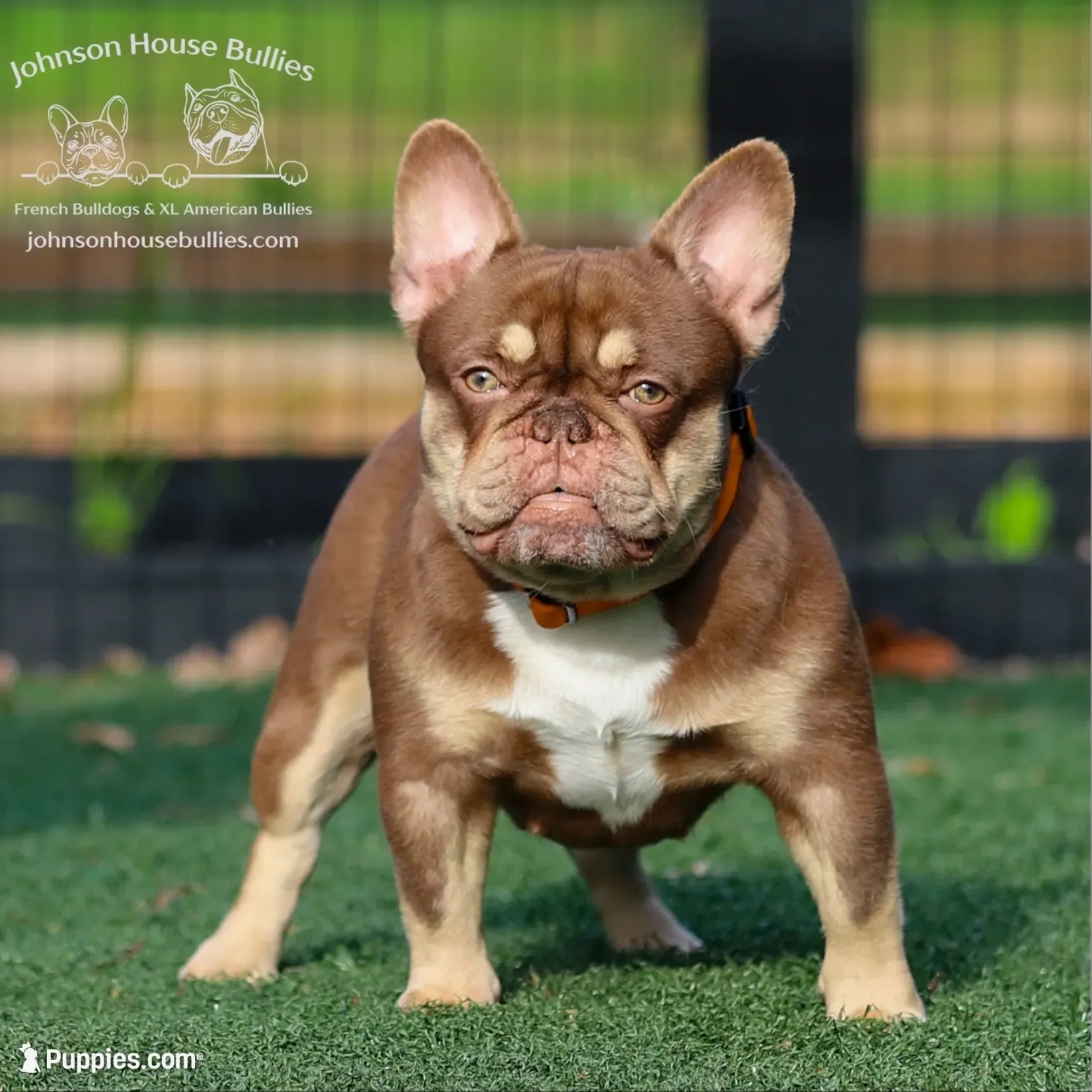 Jerry Newshade Rojo & Tan / Fluffy Carrier FINANCING AVAILABLE, a male French Bulldog for sale in Jackson, TN – 3 of 4