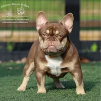Jerry Newshade Rojo & Tan Health Clear, a male French Bulldog for sale in Jackson, TN – 2 of 3