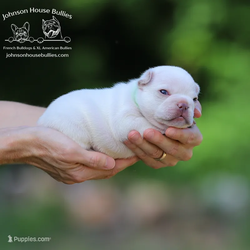 Mr. Cricket - Platinum – French Bulldog puppy for sale in Jackson, TN