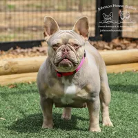 Mr. Cobia - Newshade Isabella & Tan - Health Clear, a male French Bulldog for sale in Jackson, TN – Photo 2 of 3
