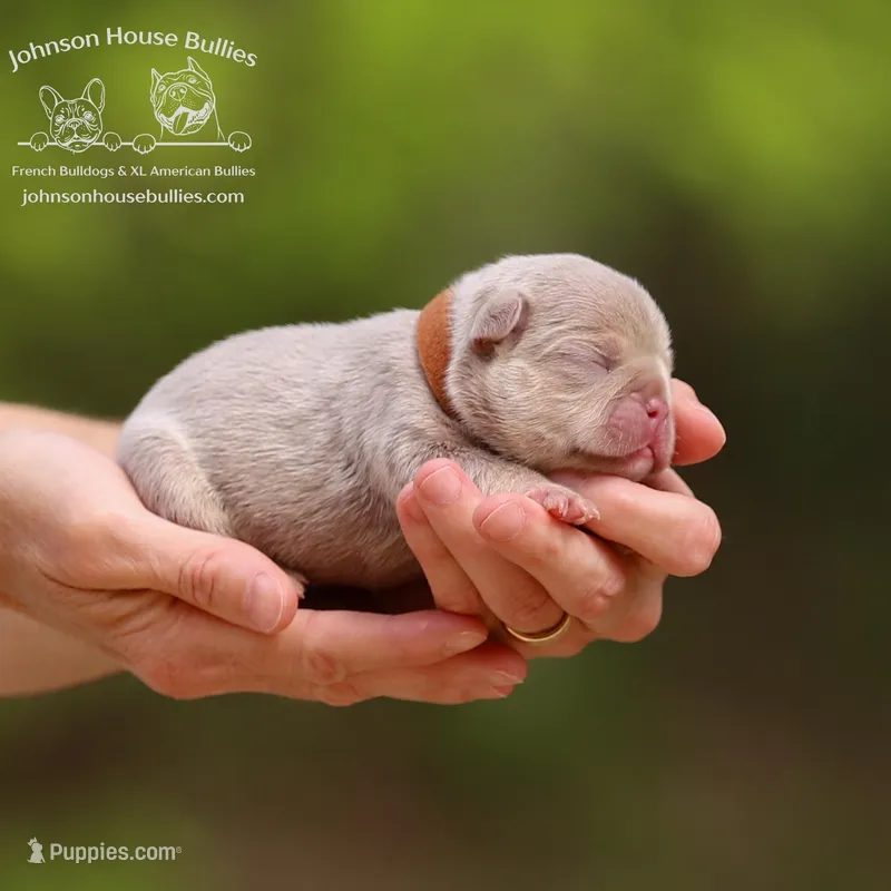 Mr. Cobia - Newshade Isabella & Tan - Health Clear – French Bulldog puppy for sale in Jackson, TN