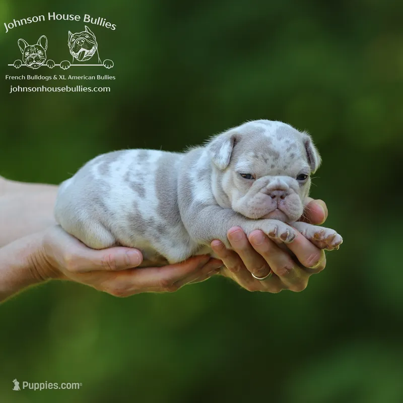 Newshade Isabella & Tan – French Bulldog puppy for sale in Jackson, TN