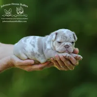 Leonard Newshade Isabella & Tan Health Clear, a male French Bulldog for sale in Jackson, TN – 1 of 3