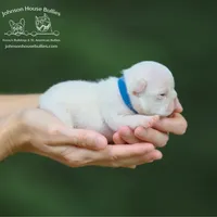 Lilac&TanMerle Plat w/ tst cho, a male French Bulldog for sale in Jackson, TN – Photo 1 of 3