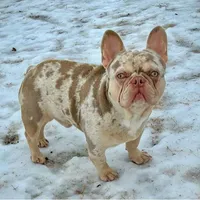 Lilac&TanMerle Plat w/ tst cho, a male French Bulldog for sale in Jackson, TN – Photo 2 of 3