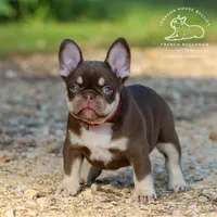 Jerry Newshade Rojo & Tan / Fluffy Carrier FINANCING AVAILABLE, a male French Bulldog for sale in Jackson, TN – 1 of 4