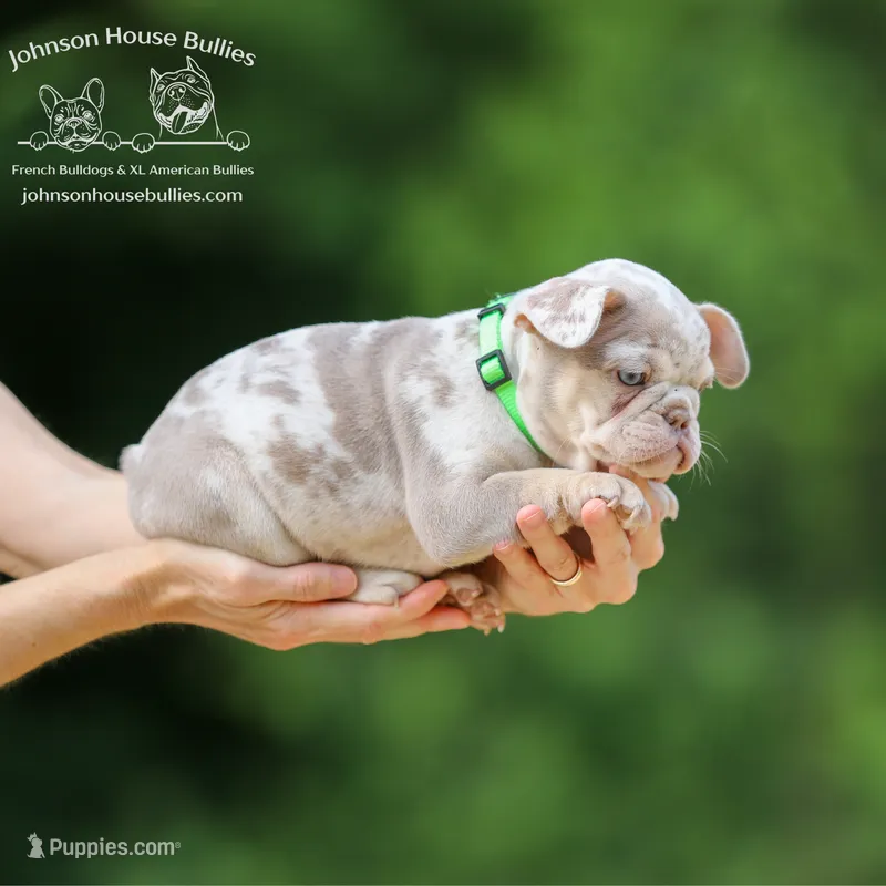 Leonard Newshade Isabella & Tan Health Clear – French Bulldog puppy for sale in Jackson, TN