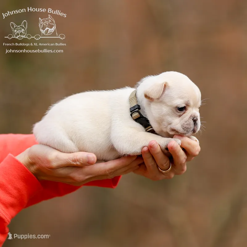 Mr. Reindeer - Cream covered