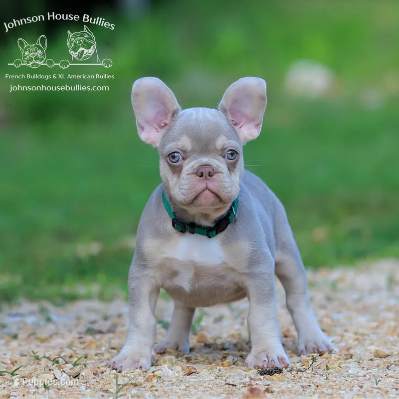 Mr. Mahi - Newshade Isabella & Tan - Health Clear – French Bulldog puppy for sale in Jackson, TN