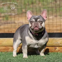 Mr. Firefly - Lilac and Tan Merle Health Clear, a male French Bulldog for sale in Jackson, TN – 2 of 3