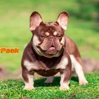 Leonard - Newshade Isabella & Tan, a male French Bulldog for sale in Jackson, TN – Photo 2 of 3